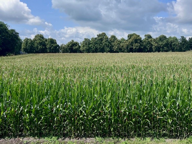 Wohlfühlwohnung mit Garten am Gröningshof in Dangast - Aussicht (33015)